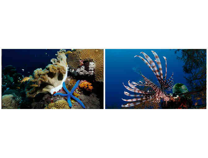 4 nights accmmodation & 8 scuba dives at Amun Ini Resort in the Philippines