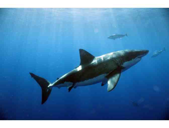 $1,000 gift cert. for Great White Shark or Giant Manta Adventure with Nautilus Explorer