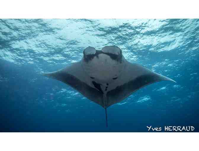 $1,000 gift cert. for Great White Shark or Giant Manta Adventure with Nautilus Explorer