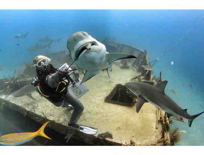 Train to become a shark feeder at Stuart Cove's Dive Bahamas