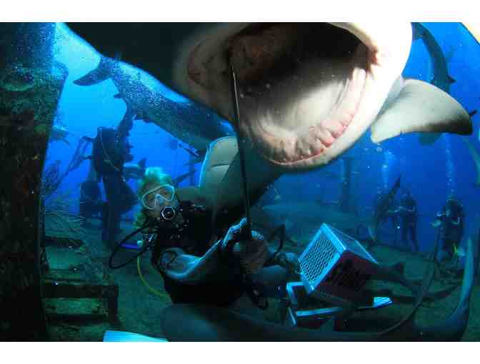 Train to become a shark feeder at Stuart Cove's Dive Bahamas