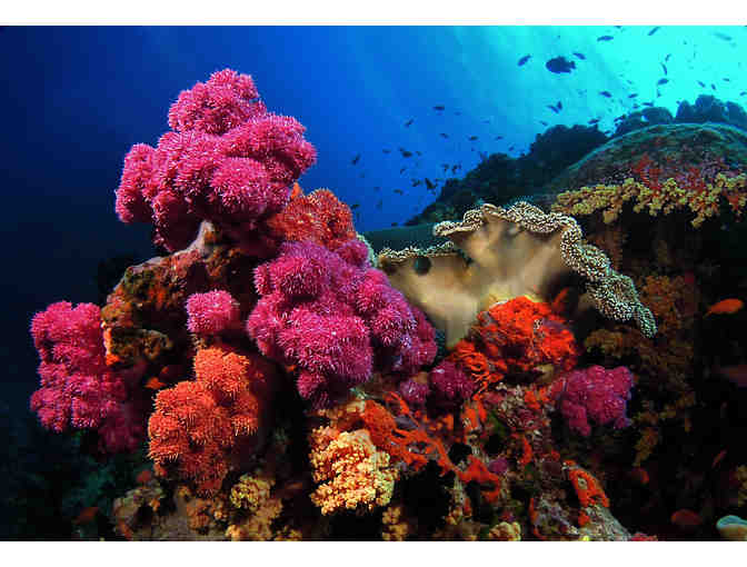 7 nights accommodation for 2 at Volivoli Beach Resort, Fiji & 5 days of scuba diving