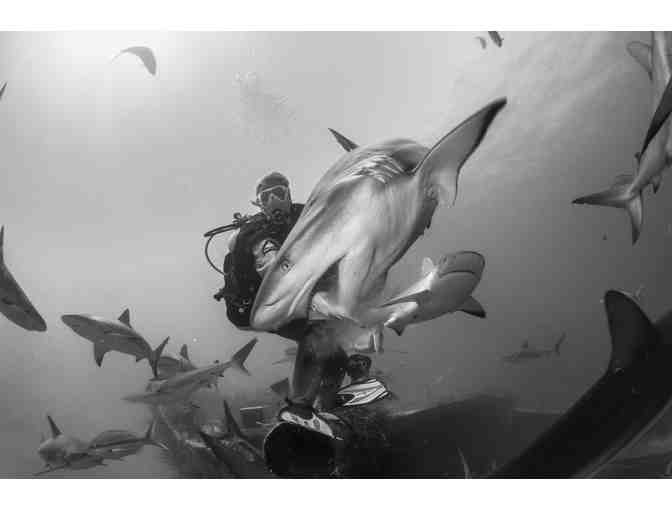 Train to become a shark feeder at Stuart Cove's Dive Bahamas
