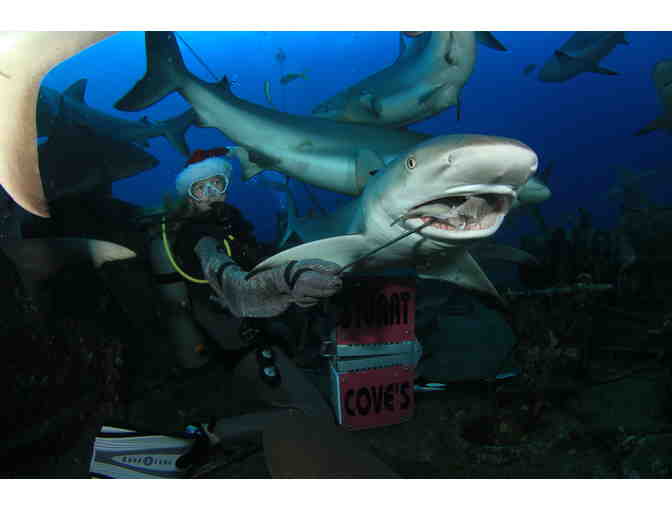 Train to become a shark feeder at Stuart Cove's Dive Bahamas