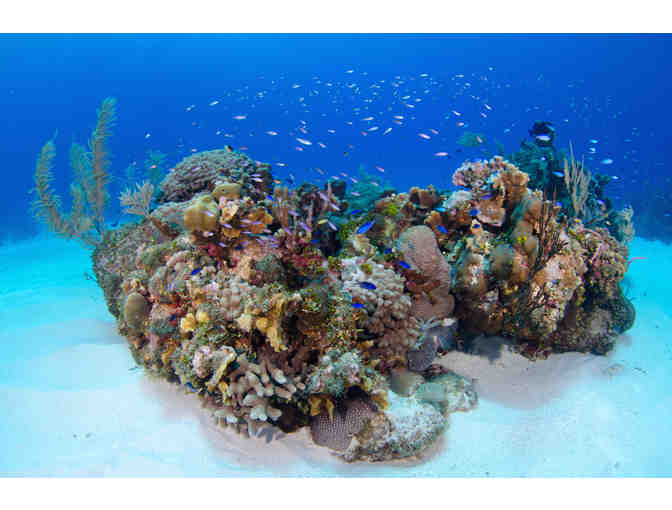 5 nights stay & 4 days of diving for 2 with Ocean Frontiers in the Cayman Islands