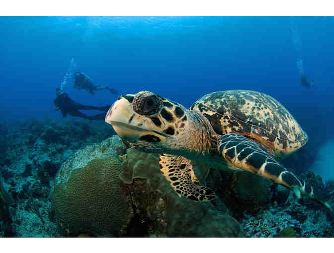5 nights stay & 4 days of diving for 2 with Ocean Frontiers in the Cayman Islands