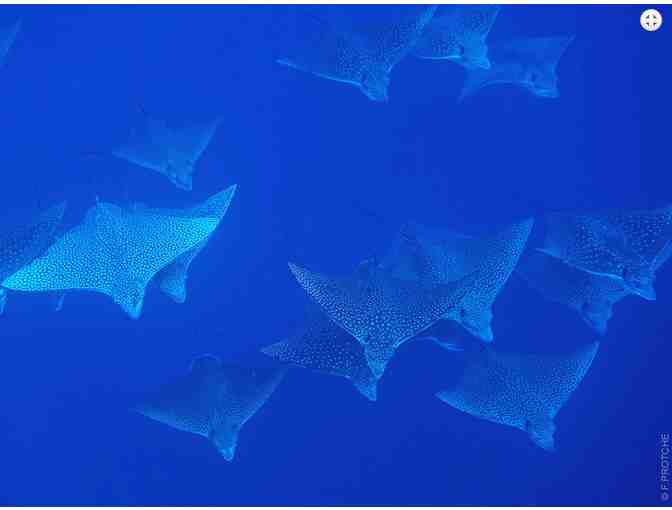 10 Dive Gold Inter-Island pass for scuba diving in French Polynesia