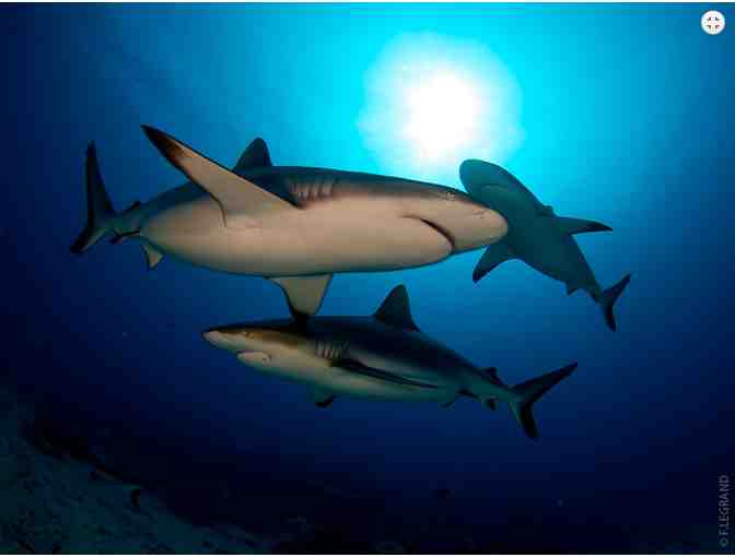 10 Dive Gold Inter-Island pass for scuba diving in French Polynesia