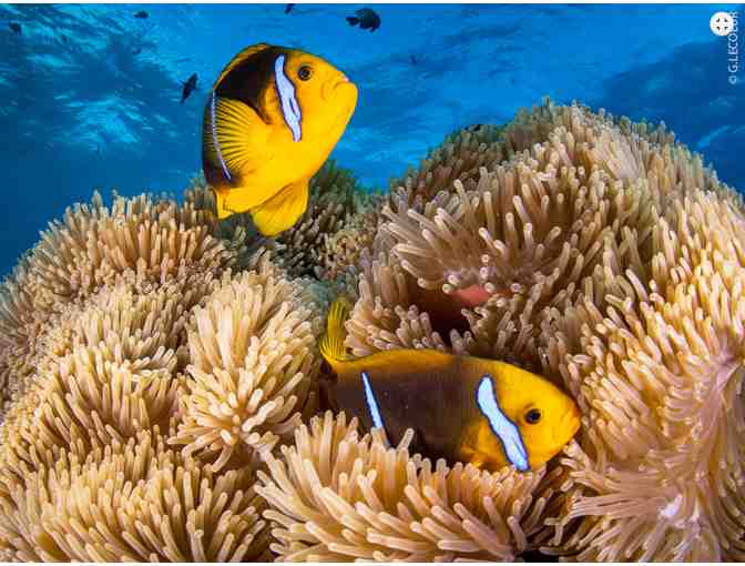 10 Dive Gold Inter-Island pass for scuba diving in French Polynesia