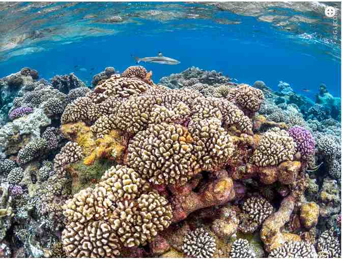 10 Dive Gold Inter-Island pass for scuba diving in French Polynesia