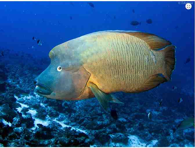 10 Dive Gold Inter-Island pass for scuba diving in French Polynesia