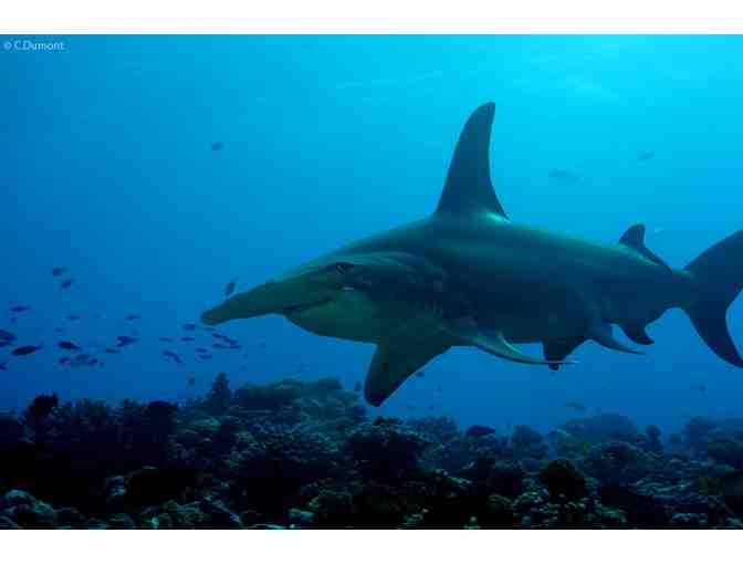 10 Dive Gold Inter-Island pass for scuba diving in French Polynesia