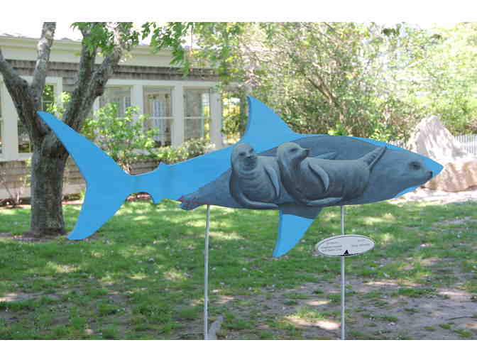 Chatham Health & Swim Club's Shark in the Park