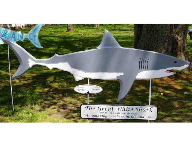 Chatham Wind and Time's Shark in the Park