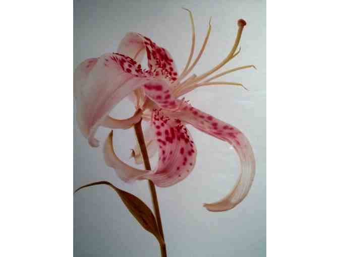 'Lily' by William Plante (signed) w/ Gold frame