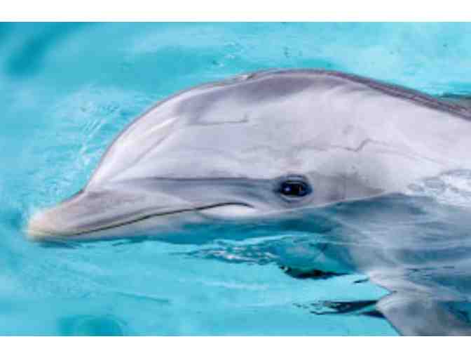 Sea Life Park - Annual Admission Pass for Two Guests