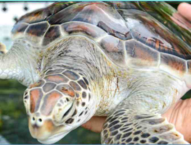 Sea Life Park - Annual Admission Pass for Two Guests