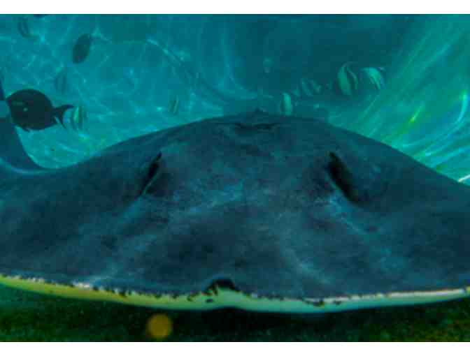 Sea Life Park - Annual Admission Pass for Two Guests