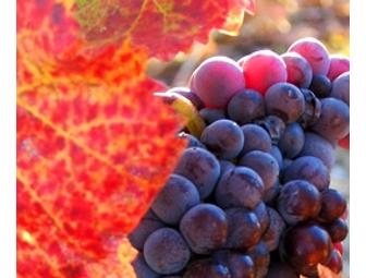 Alta Colina - 2 Bottles of Wine, Tasting & Vineyard Tour for 6