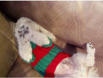 A Bichon Christmas Sweater