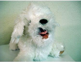 Bichon
