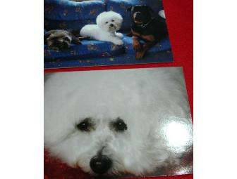 Bichon Cards