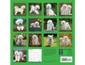 Bichon Wall Calendar