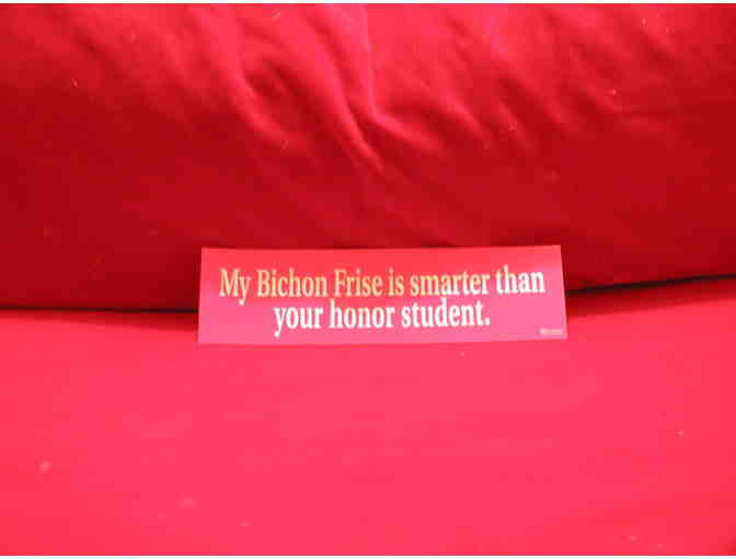 My Bichon Frise is smarter than your honor student