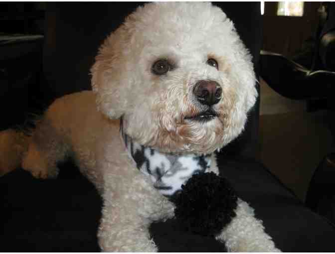 Dog Scarf - SMALL (B/W)