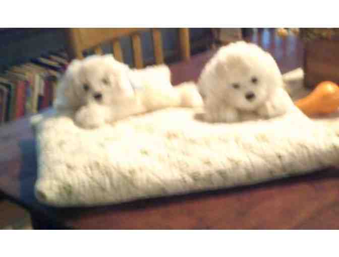 Fluff Bed - with or without fluffs