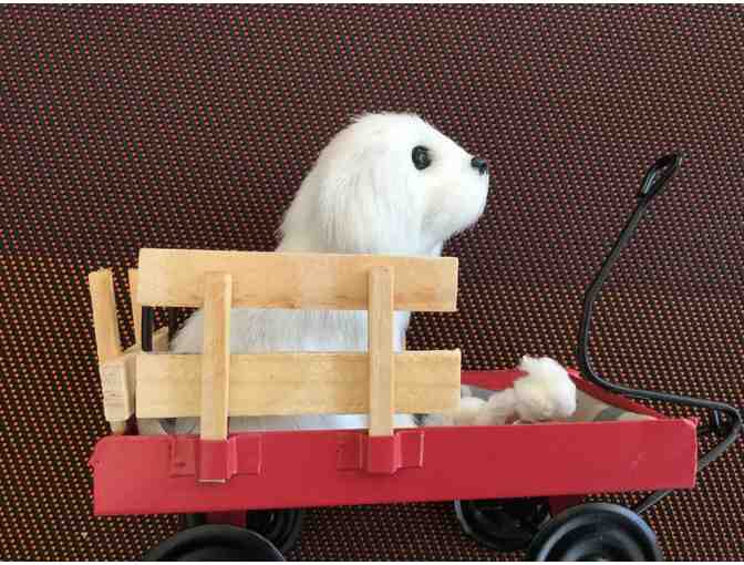 Bichon in a little red wagon with treats
