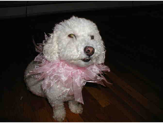 Pink Dog Frilly Collar