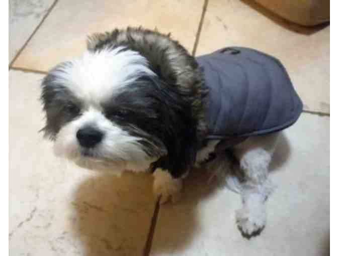 Dog jacket with faux fur collar
