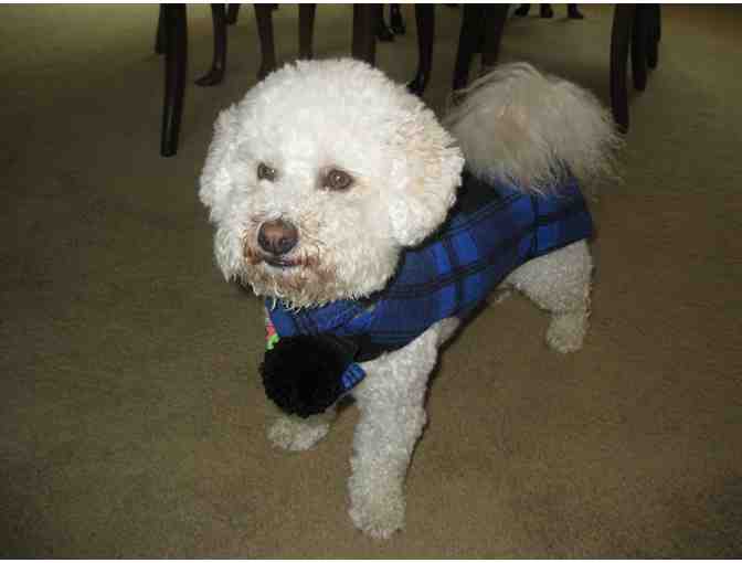 Dog Coat and Scarf - Blue/Black