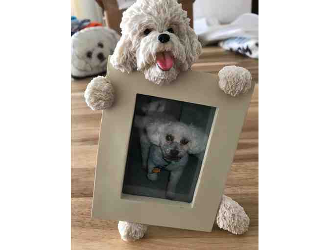 Bichon holding picture frame