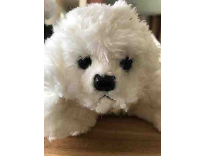 Muffin the Bichon by Russ