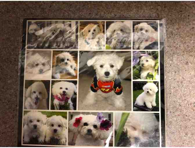 Bichon stickers