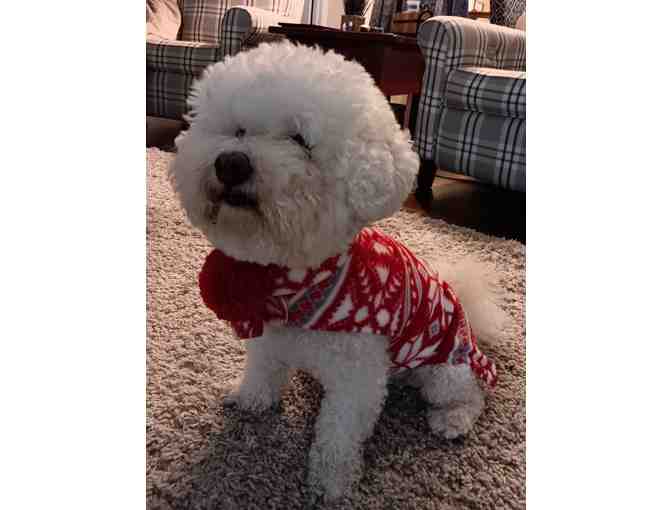 Dog Christmas Sweater-Scarf