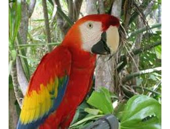 One Day Park Admission And Lemur Experience for 4 at Jungle Island-Miami, FL