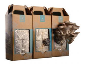 Back to the Roots Urban Mushroom Farm Adventure for up to 20 kids in Bay Area