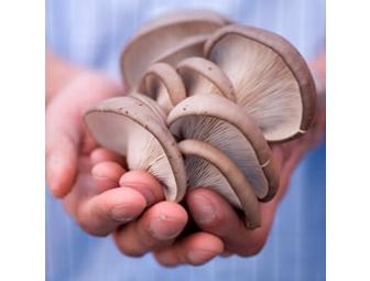 Back to the Roots Urban Mushroom Farm Adventure for up to 20 kids in Bay Area