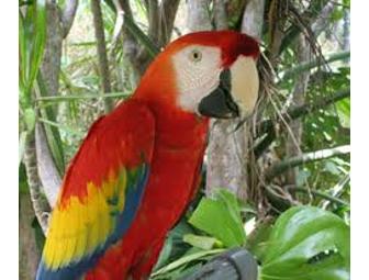 One Day Park Admission And Lemur Experience for 4 at Jungle Island-Miami, FL