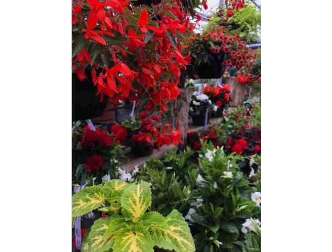 Wentworth Greenhouses - Two $25 Gift Cards