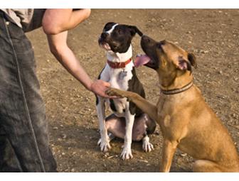 Accentuate The Pawsitive Dog Trainer