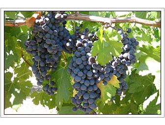 Toad Hollow Vineyards: 3 bottles of Chardonnay & 3 bottles of Merlot