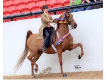 Horse Riding or Driving Lessons