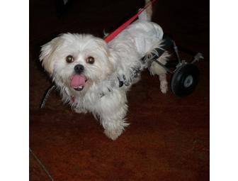 Fund-A-Need - Sonoma Humane Angels Fund