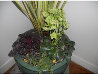 Garden Design Consultation & Beautiful Potted Plant