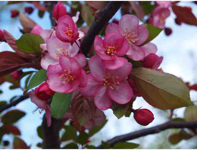 Webster Landscape - (1) Flowering Crab Apple Tree