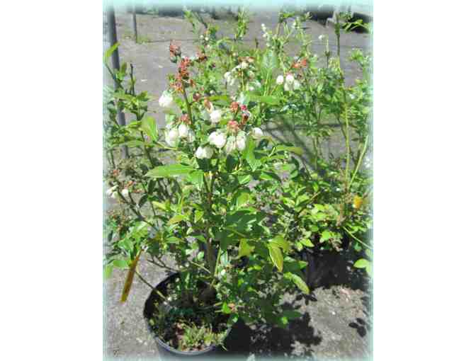 Ward's Nursery & Garden Center - 2 Blueberry Bushes (2 gallon container size)